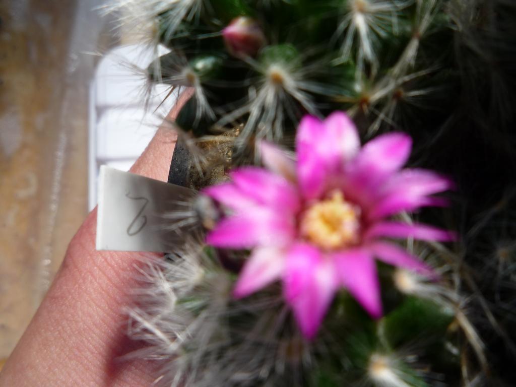 Mammillaria glassii